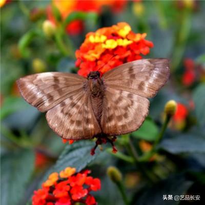 坦克雄心九游版下载